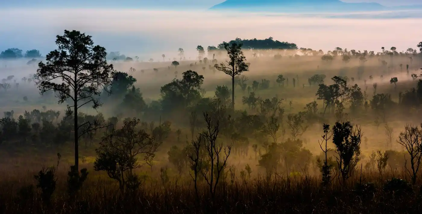 Indochina Mixed Forests & Peatlands (IM12)