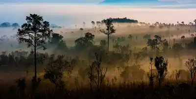 Indochina Mixed Forests & Peatlands (IM12)