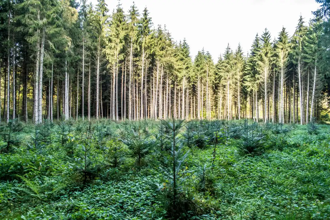 Sustainable Forestry