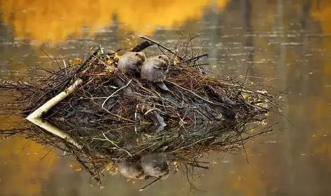 Preserving and Restoring the Forest Biodiversity of the Western Great Lakes Region of the US