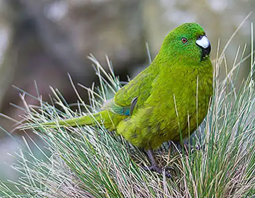 Antipodes Island parakeet (Cyanoramphus unicolor)