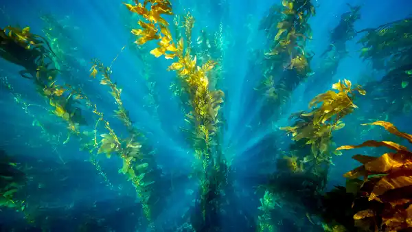 Marine Carbon Sinks