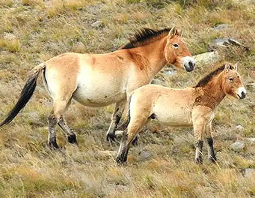 Przewalski's horse (Equus ferus przewalskii)