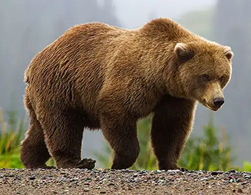 Grizzly bear (Ursus arctos horribilis)