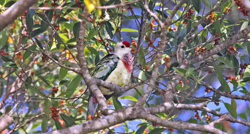 Many-colored fruit-dove (Ptilinopus perousii)