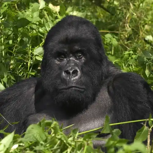 Mountain gorilla (Gorilla beringei beringei)