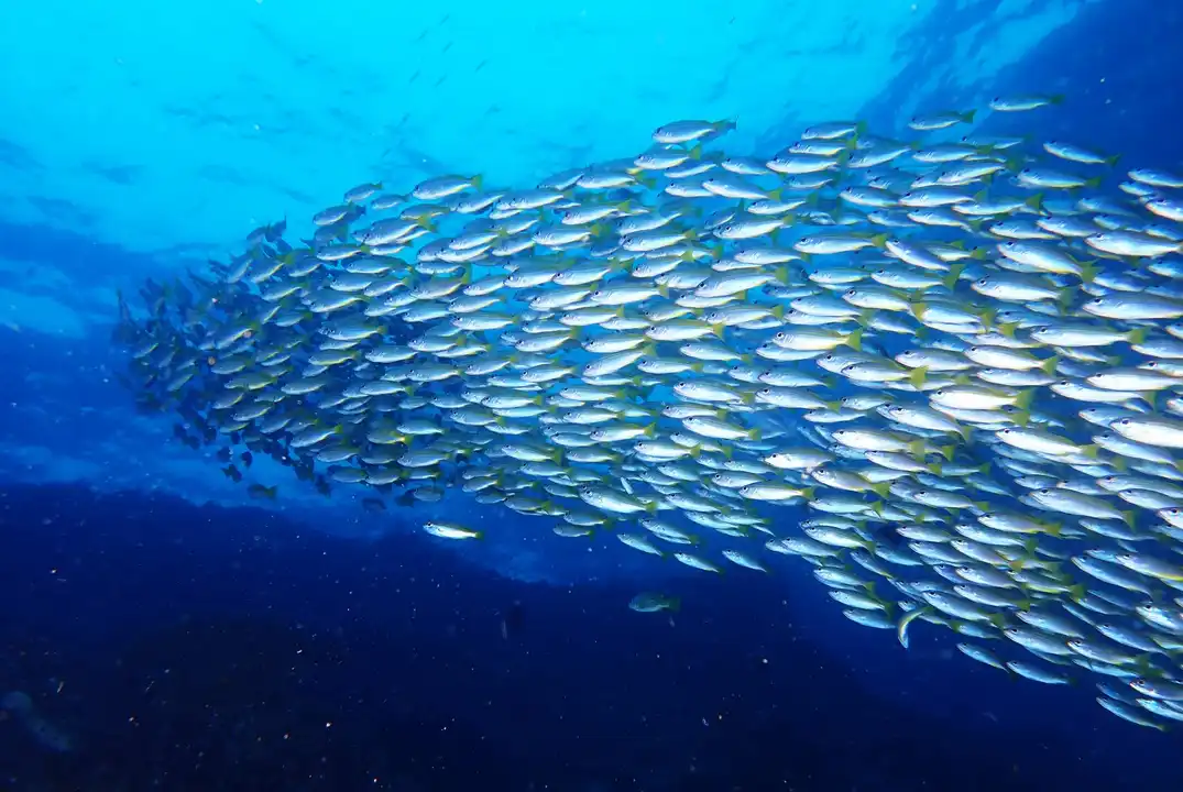 Marine Corridors