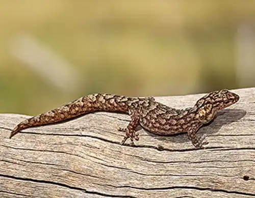 Lord Howe Island marbled gecko (Christinus guentheri)