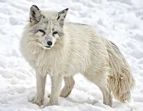 Arctic fox (Vulpes lagopus)