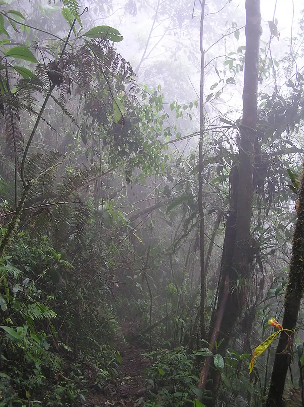 Central American Isthmian & Colombian Coastal Forests (NT24)