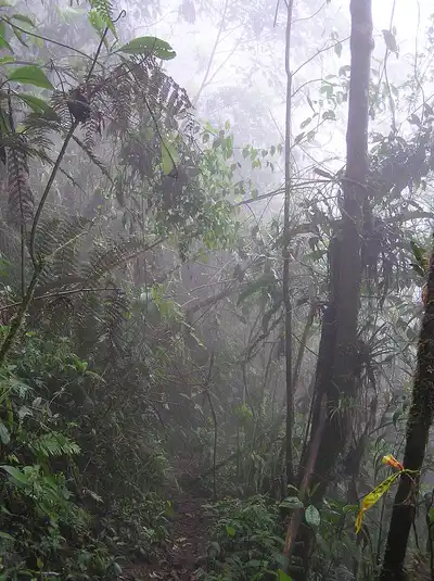 Central American Isthmian & Colombian Coastal Forests (NT24)