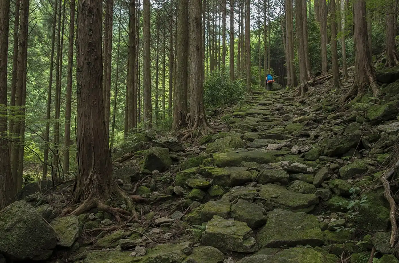Japan Forest Islands (PA47)