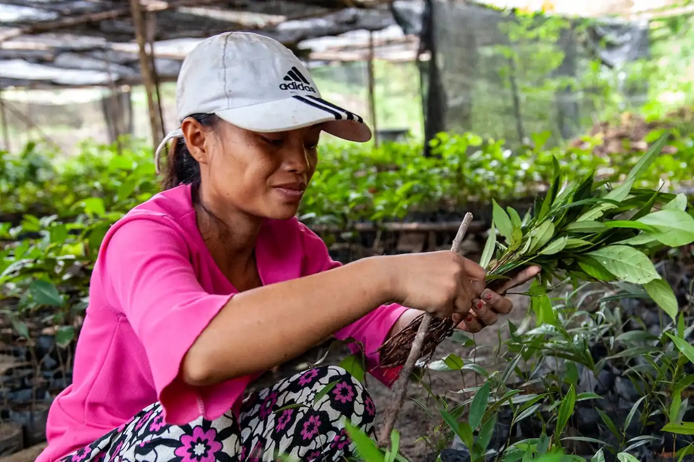 Implementing a Women-led Planetary Health Approach to Rainforest Regeneration in Gunung Palung, Indonesia