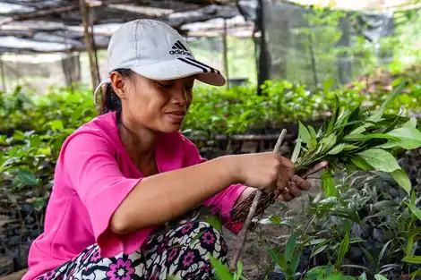 Implementing a Women-led Planetary Health Approach to Rainforest Regeneration in Gunung Palung, Indonesia