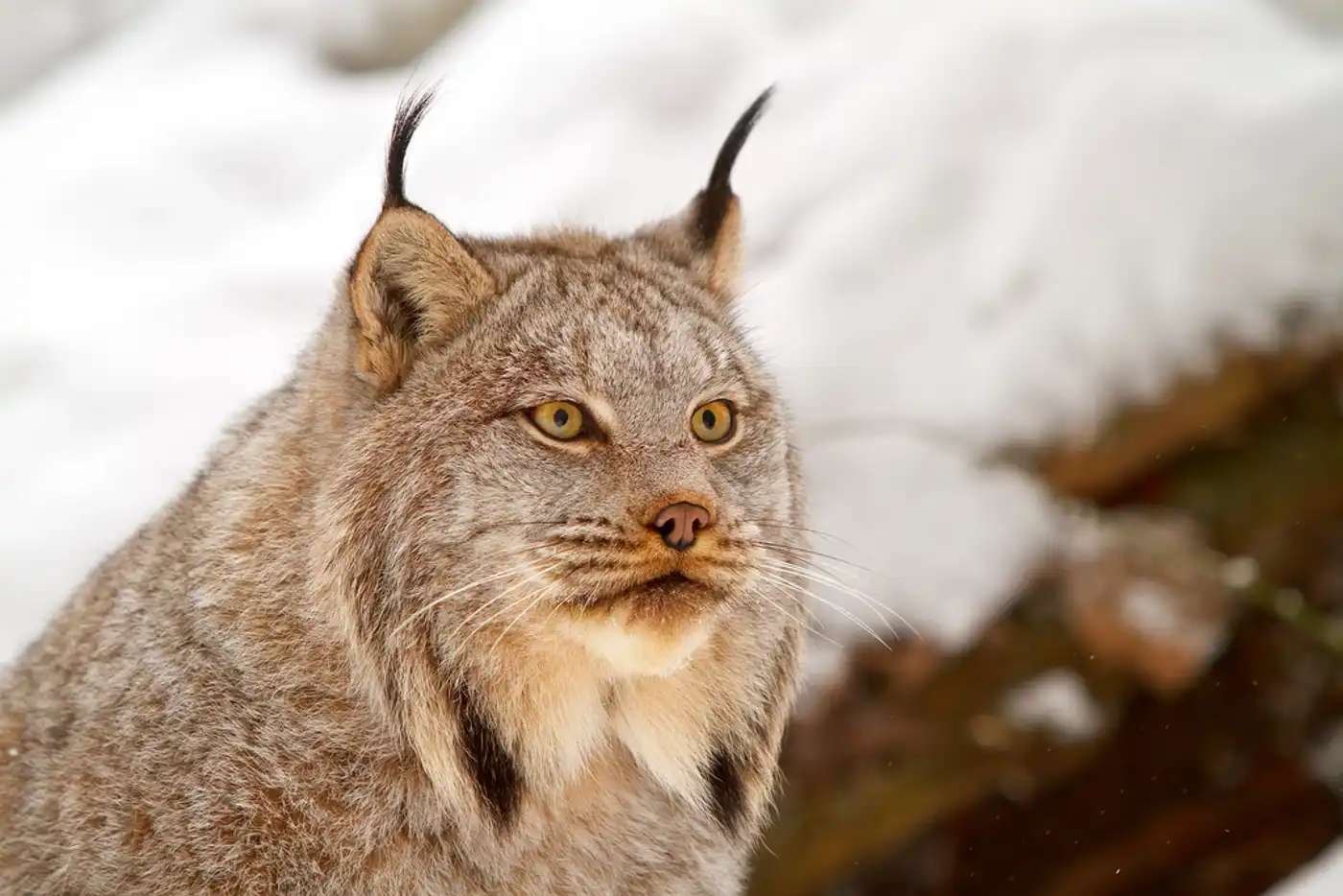 Revitalizing Lynx Management for the Western United State’s New Wildfire Reality