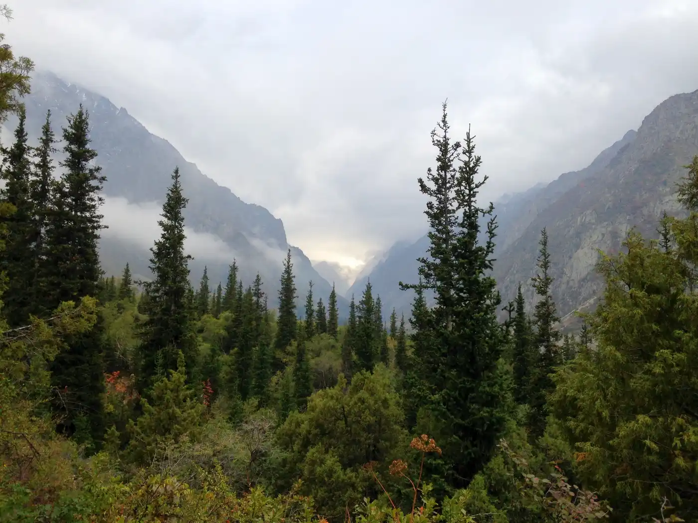 Tian Shan-Pamir Grasslands, Mountain Steppe & Conifer Forests (PA31)
