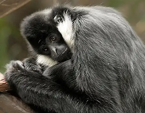 Black-crested gibbon (Nomascus concolor)
