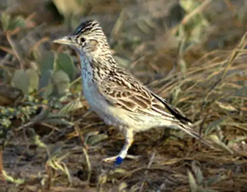 Raso lark (Alauda razae)