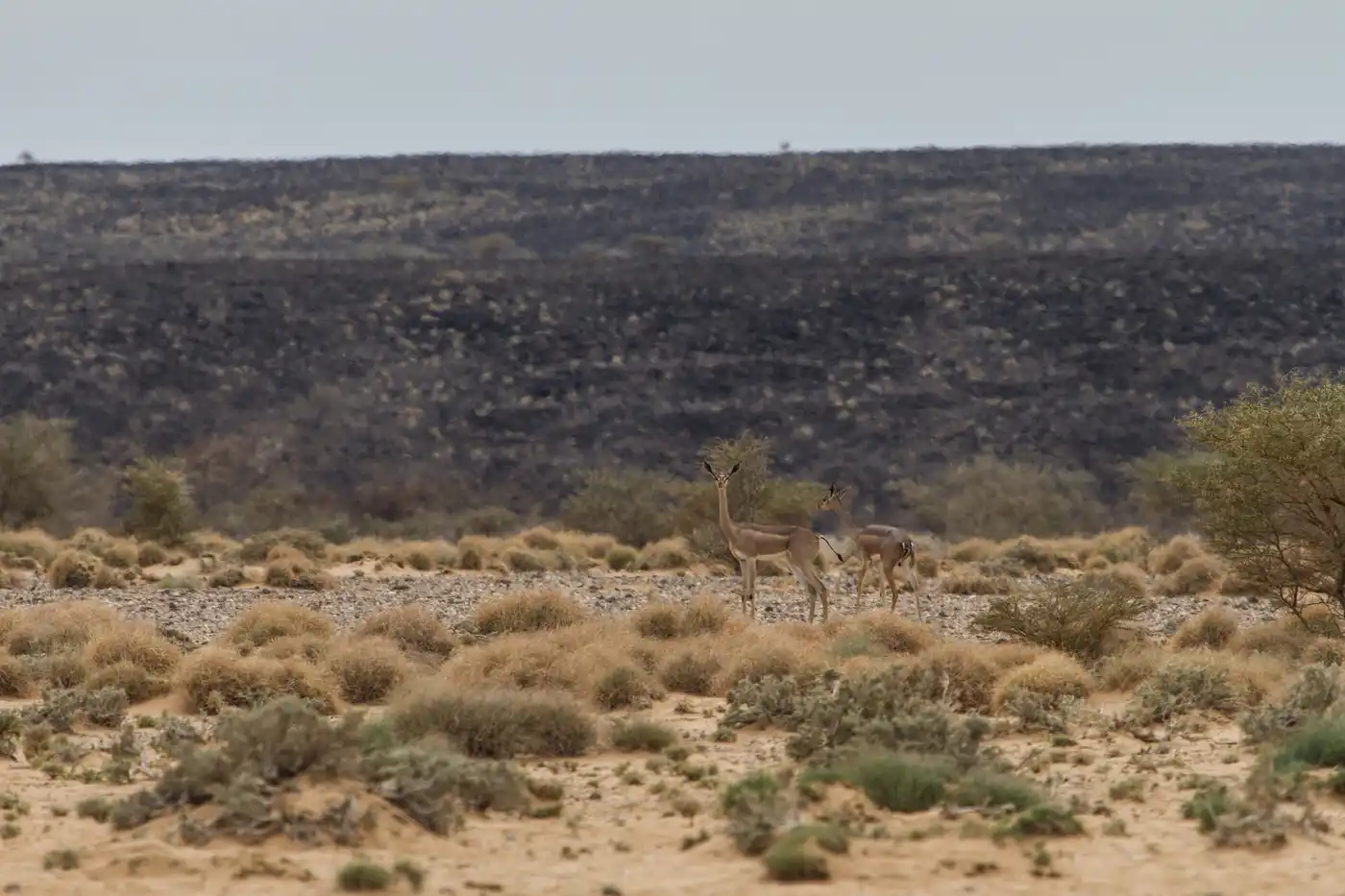 South Red Sea & Gulf of Aden Coastal Drylands (AT22)