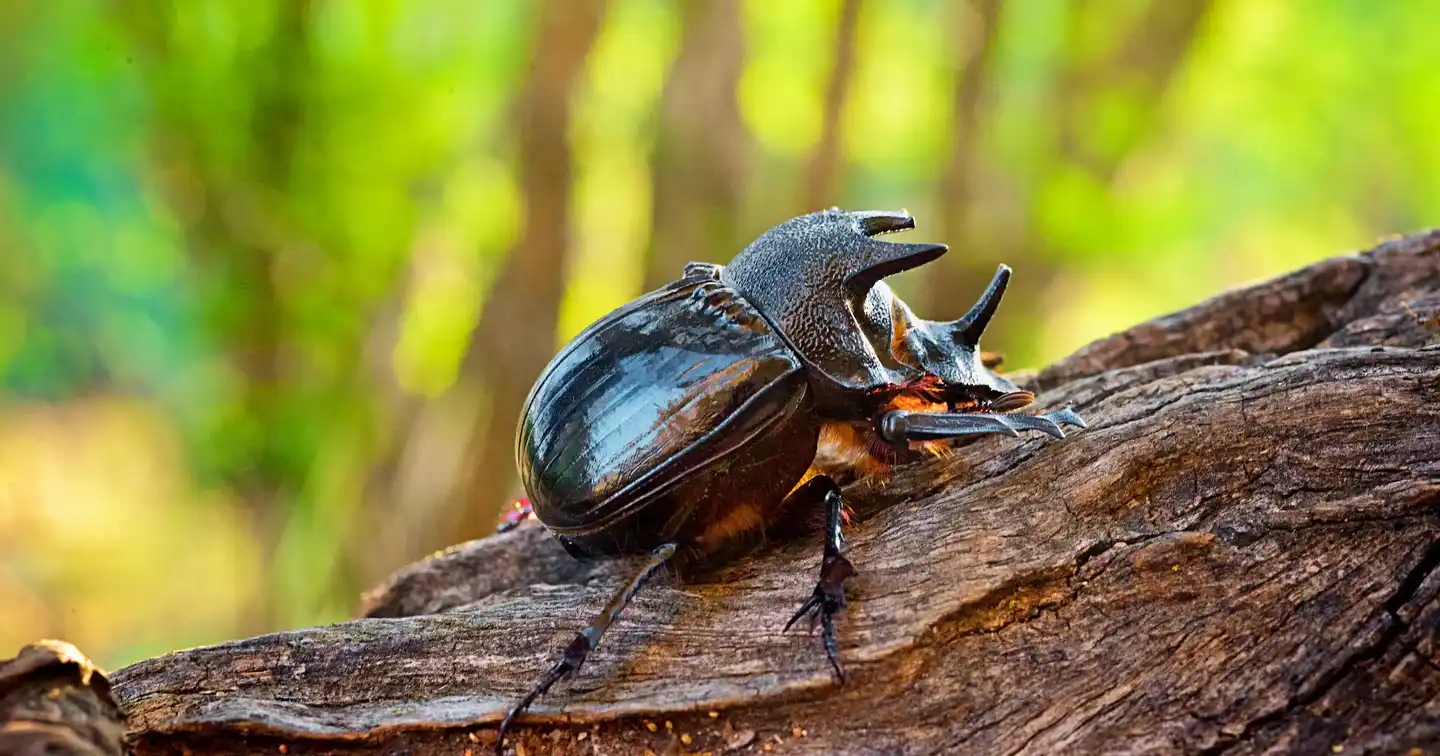 Rhinoceros beetles: one of the strongest insects with horned heads