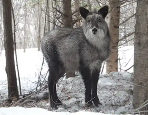 Japanese serow (Capricornis crispus)