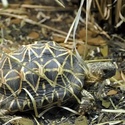 Burmese starred tortoise (Geochelone platynota)