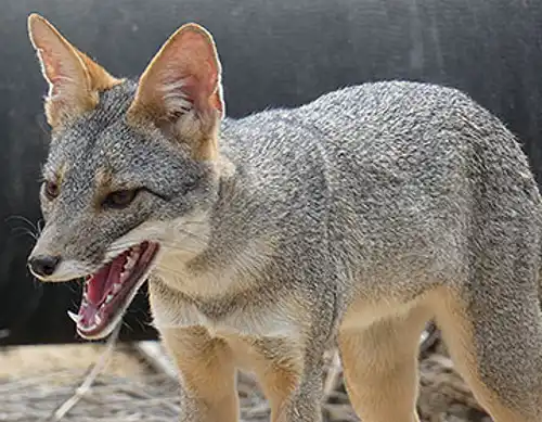 Sechuran fox (Lycalopex sechurae)