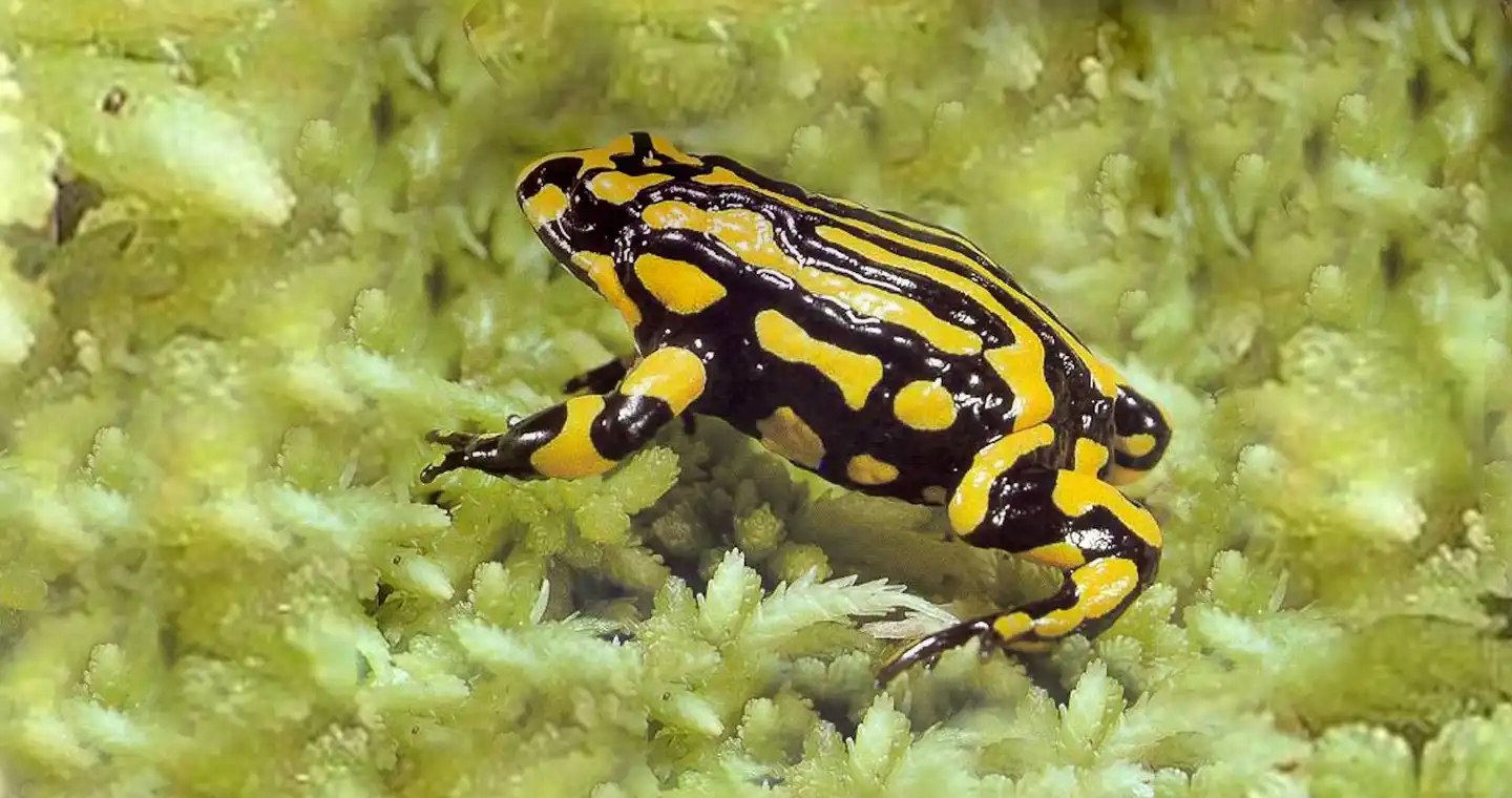 Who's black, yellow, and poisonous all over? Meet the Corroboree frog