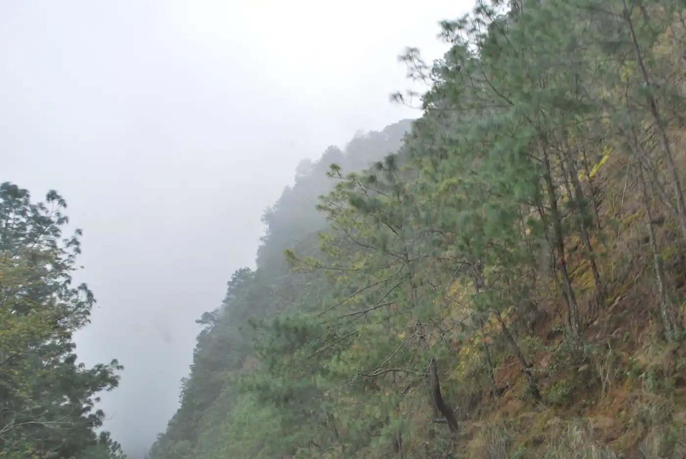 Sierra Madre Forests & Mexican Drylands (NA29)