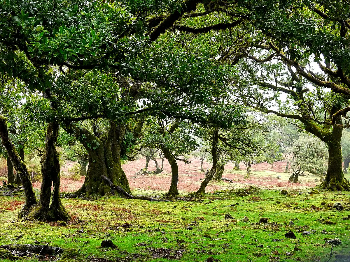 Madeira Evergreen Island (PA22)