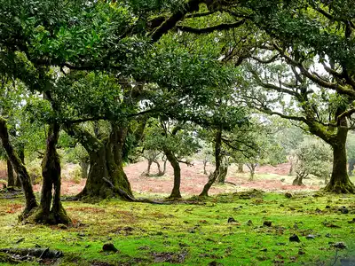 Madeira Evergreen Island (PA22)