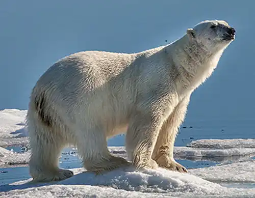 Polar bear (Ursus maritimus)