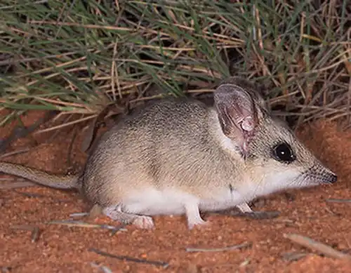 Sandhill dunnart (Sminthopsis psammophila)