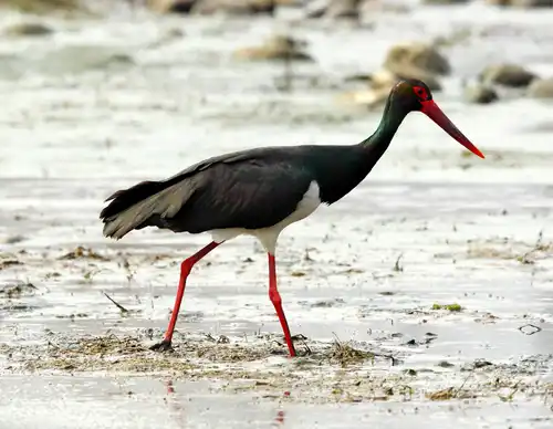 Black Stork (Ciconia nigra)