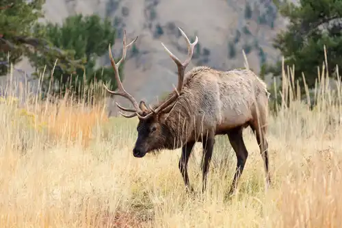 Elk (Cervus canadensis)