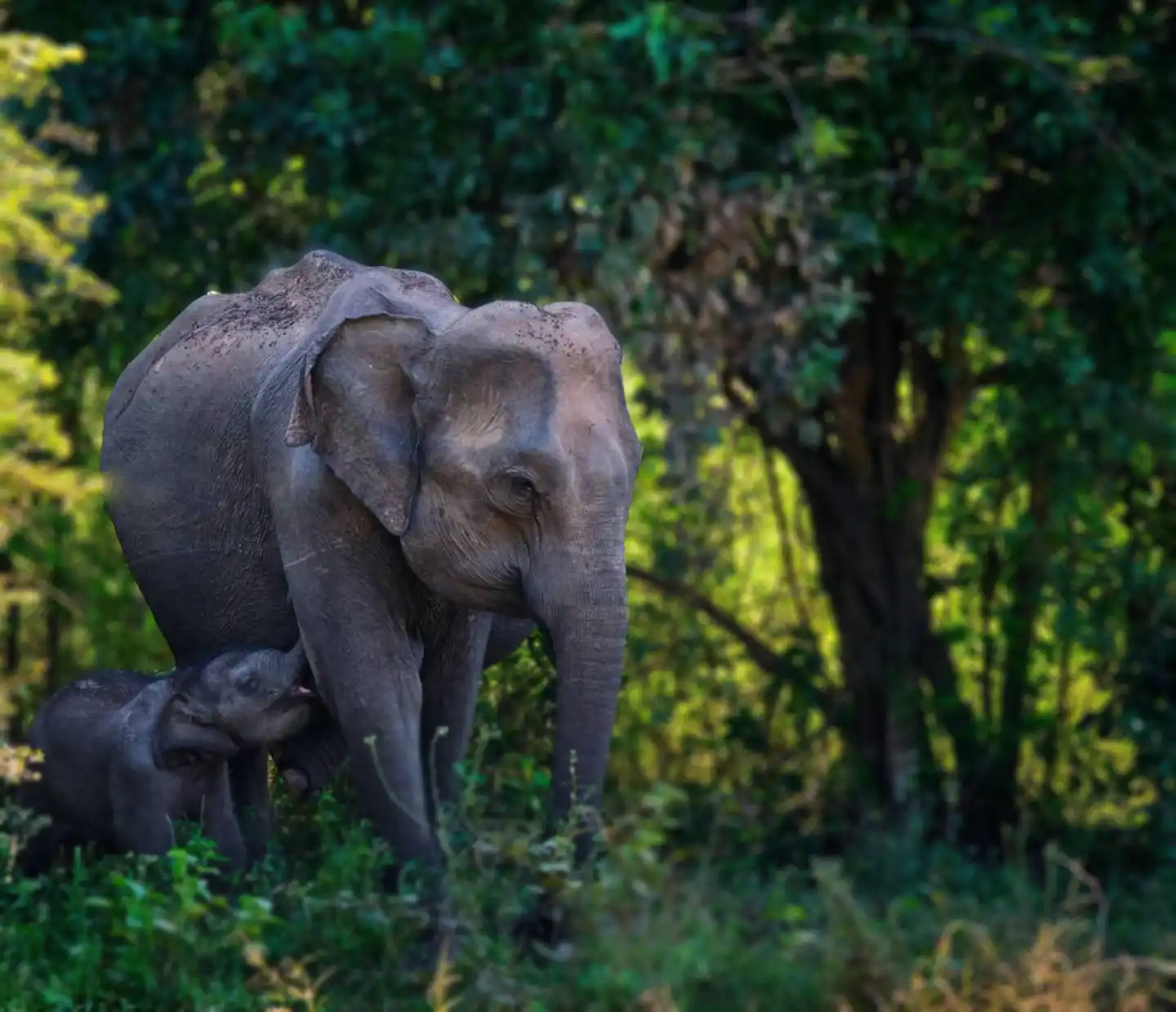 Ten projects saving wildlife around the world