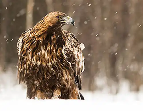 Golden eagle (Aquila chrysaetos)