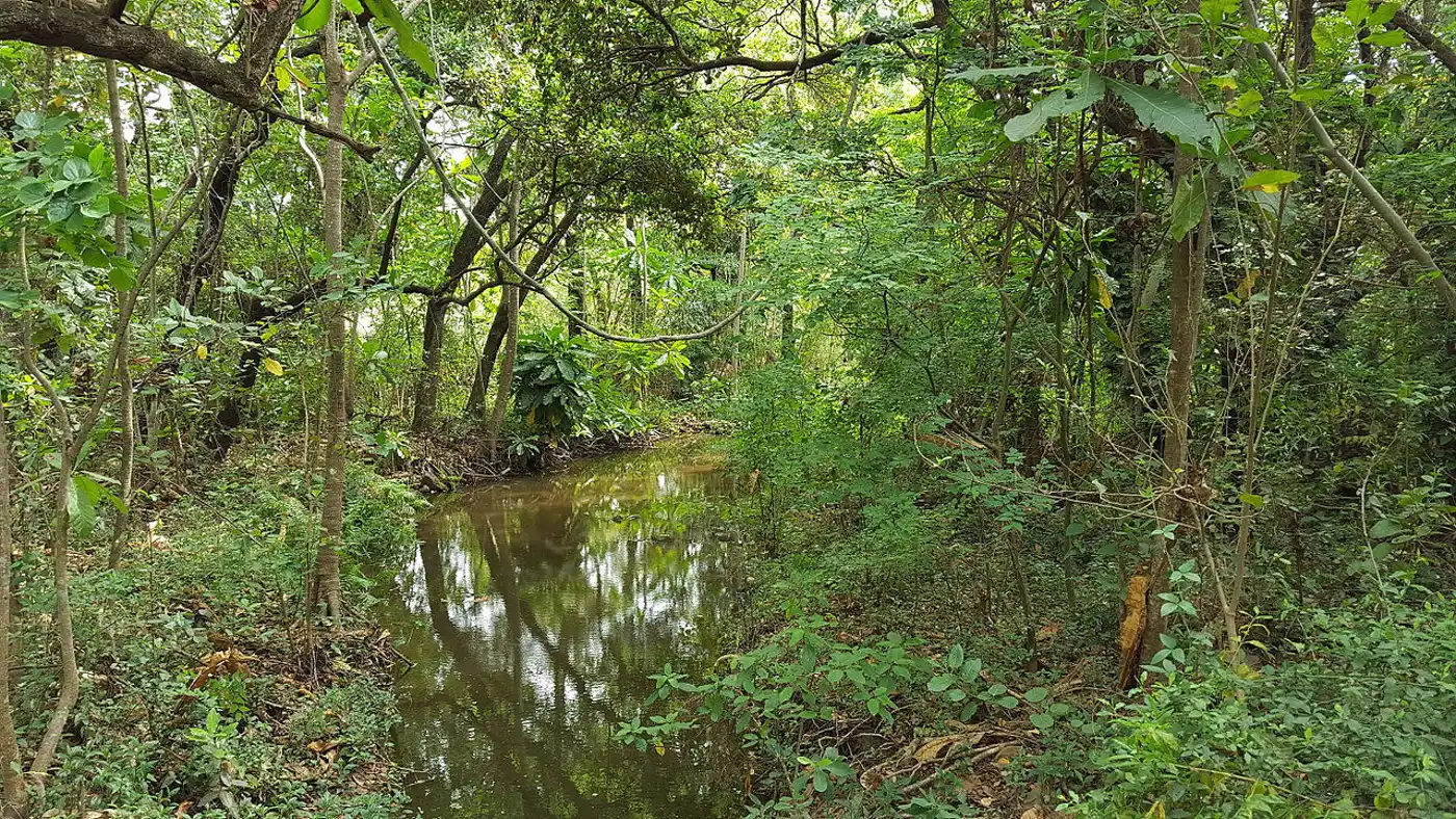 East African Coastal Forests (AT7)