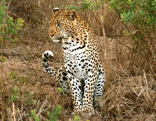 Amur leopard (Panthera paruds orientalis)