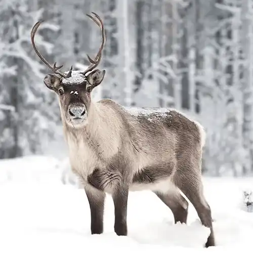 Reindeer (Rangifer tarandus)