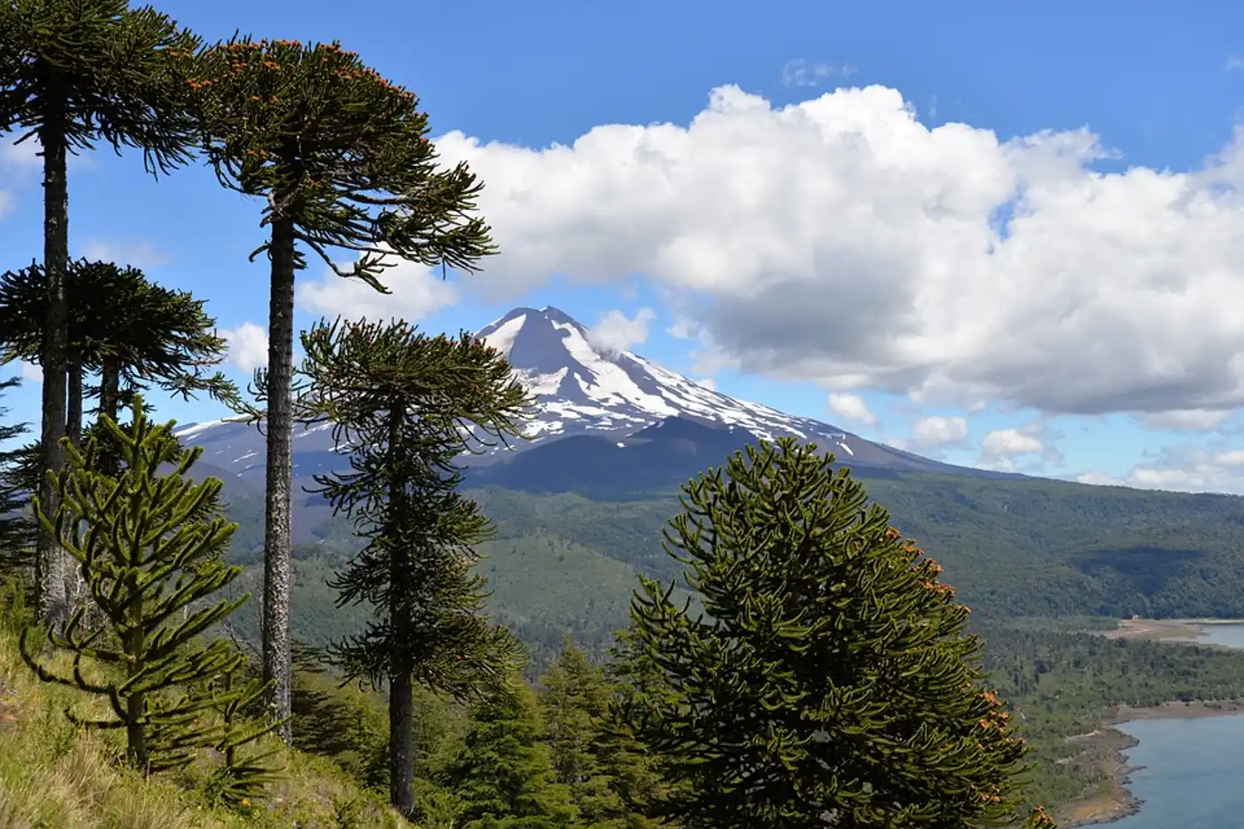 Chilean Mixed Forests (NT1)