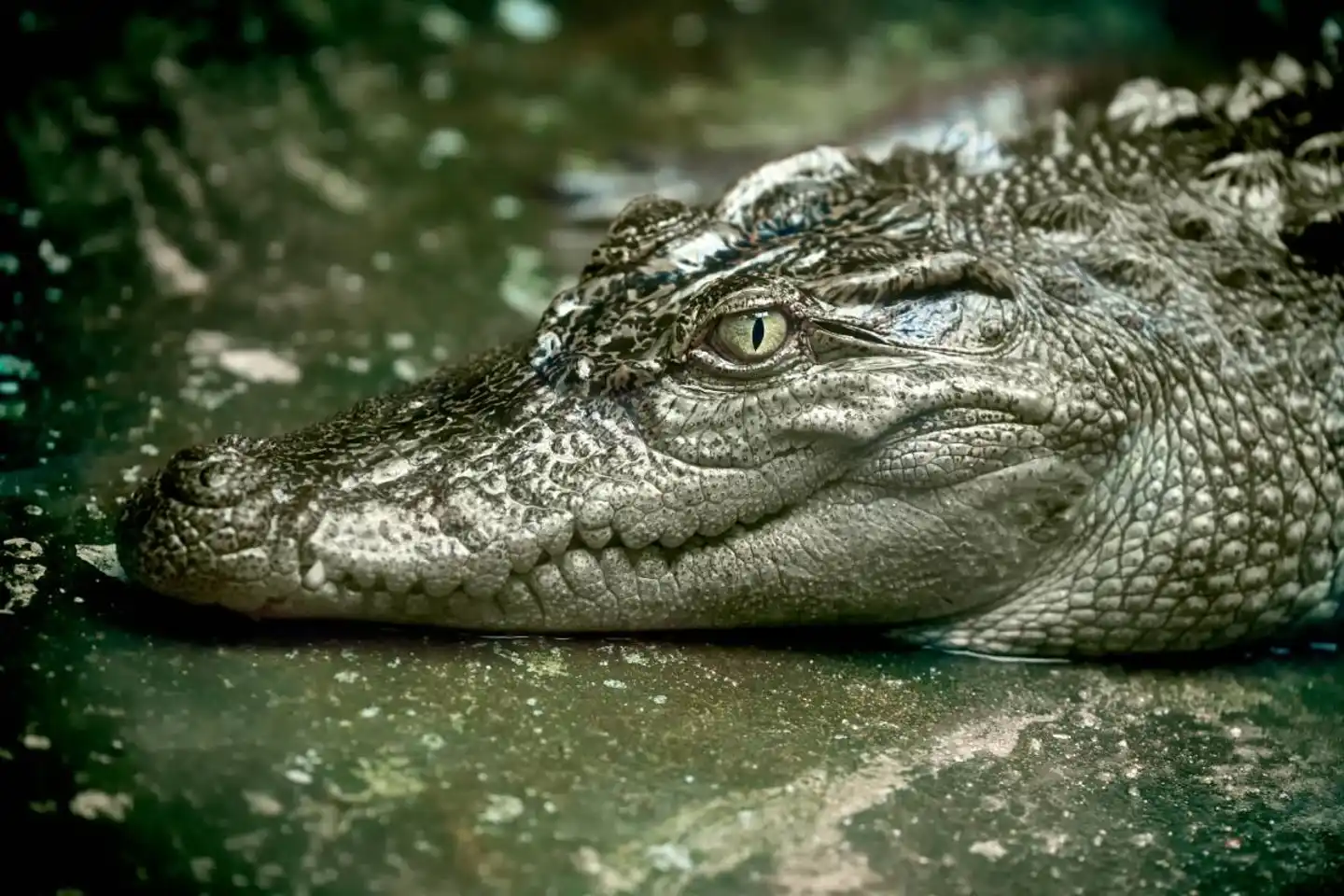 The surprising story of rediscovering Siamese crocodiles in Southeast Asia