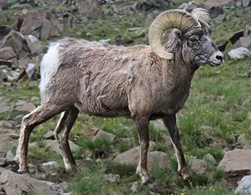 Siberian bighorn sheep (Ovis nivicola)