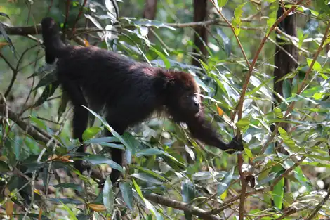 Belize’s biodiversity project CBSWCG
