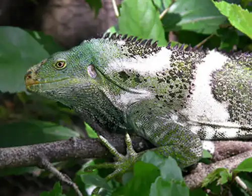 Fiji crested iguana (Brachylophus vitiensis)