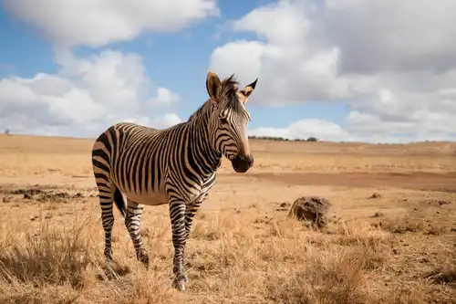 Hartmann's mountain zebra (Equus zebra hartmannae)