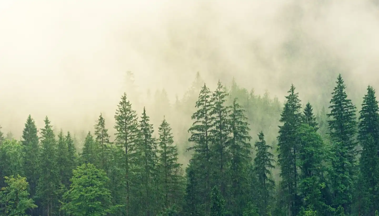 A new alliance calls for a global agreement to protect primary forests
