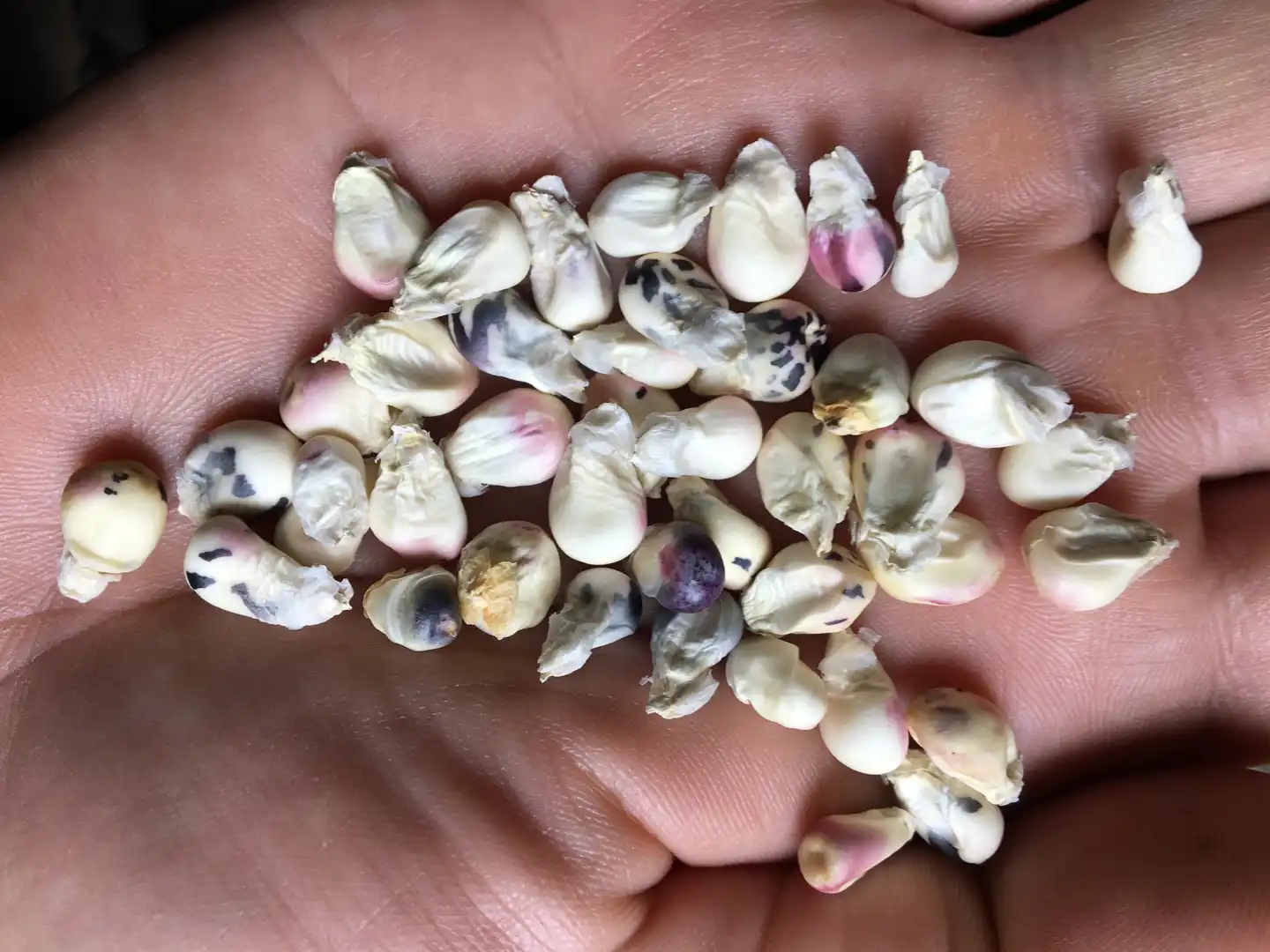 Regionally adapted seeds, resiliency, and unity with Earth