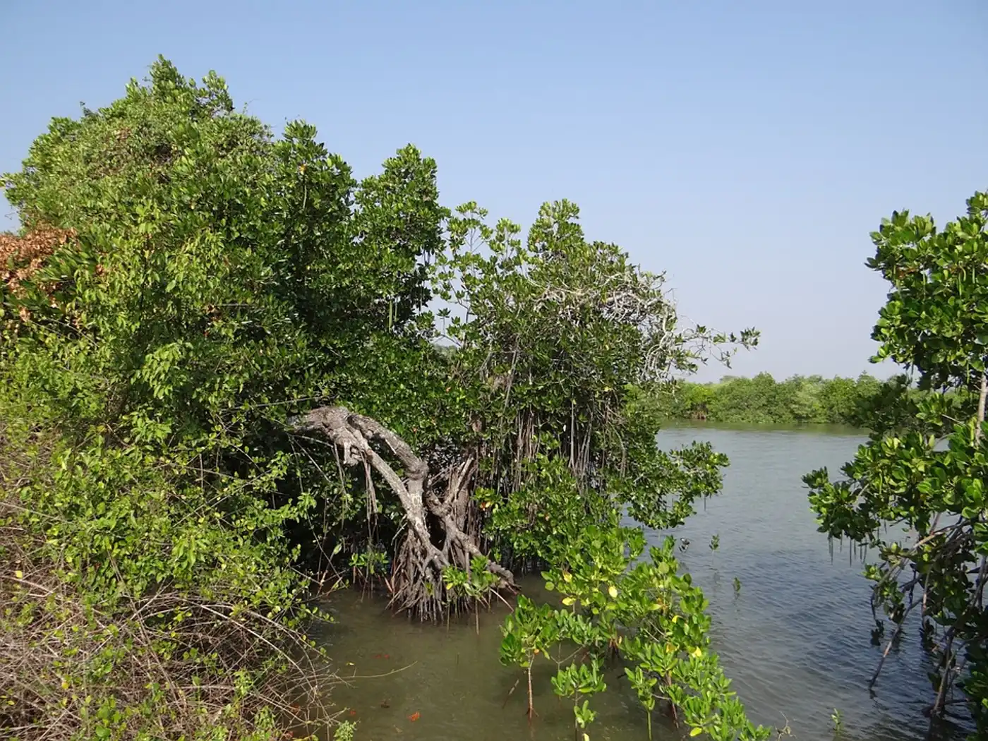 North Indomalayan Deserts & Scrub Forest (IM4)