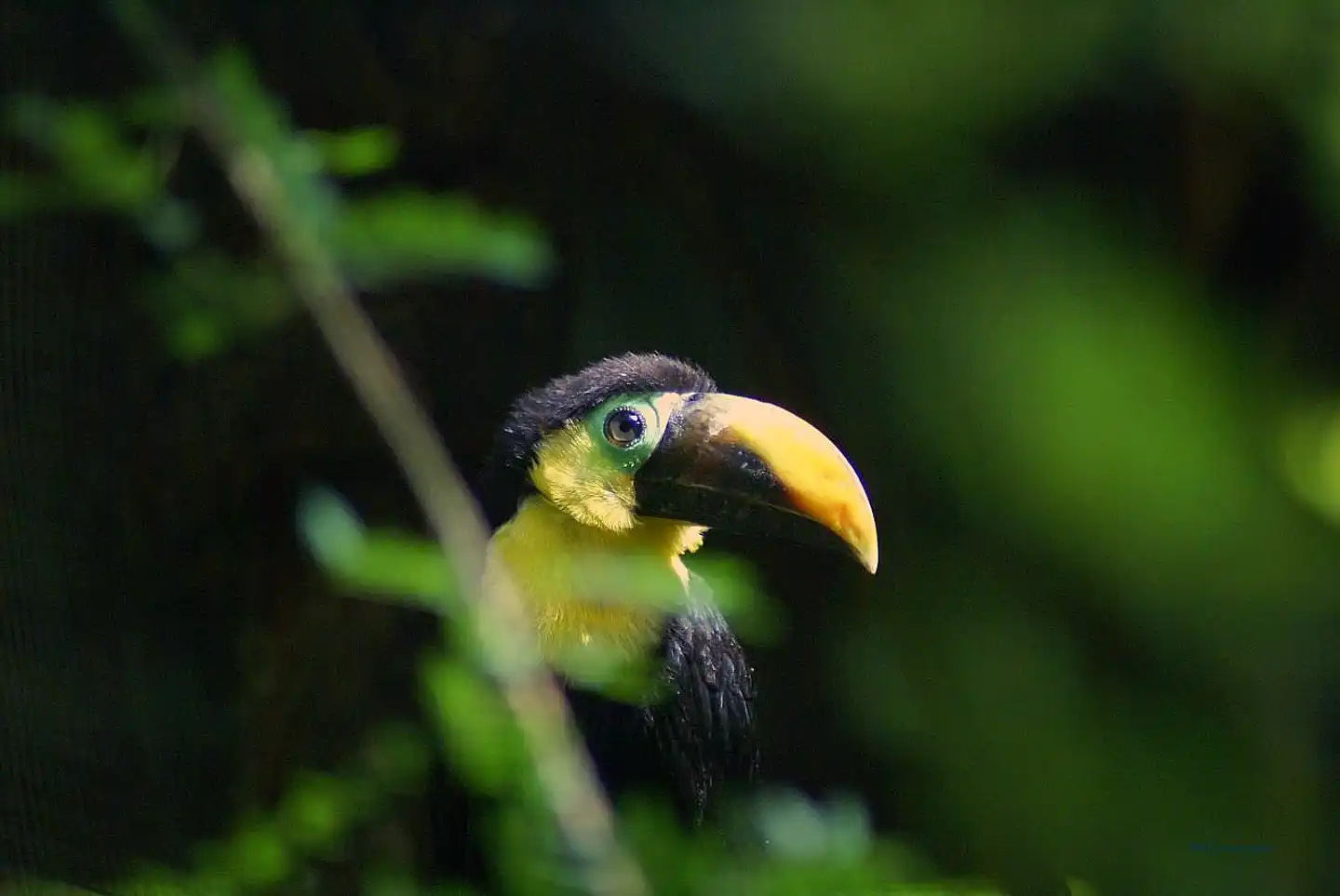 Protecting biocultural diversity is central to solving climate change